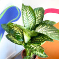 Leopard Lily - Dieffenbachia 'Tropic Snow' - Sprouts of Bristol
