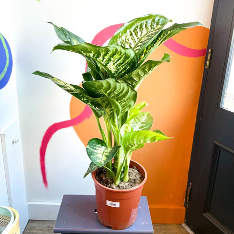 Leopard Lily - Dieffenbachia 'Tropic Snow' - Sprouts of Bristol