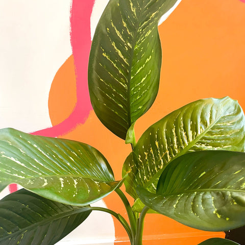 Leopard Lily - Dieffenbachia 'Tropic Snow' - British Grown - Sprouts of Bristol
