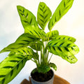 Leopard Plant - Calathea Leopardina - Sprouts of Bristol