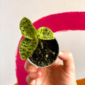 Lightning Leaf Jewel Orchid - Macodes petola - Sprouts of Bristol
