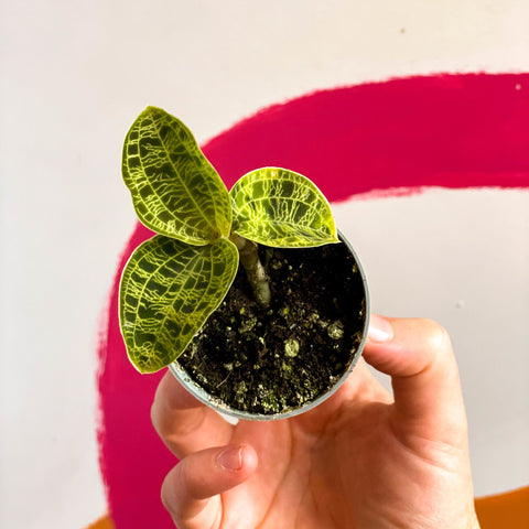 Lightning Leaf Jewel Orchid - Macodes petola - Sprouts of Bristol