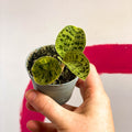 Lightning Leaf Jewel Orchid - Macodes petola - Sprouts of Bristol