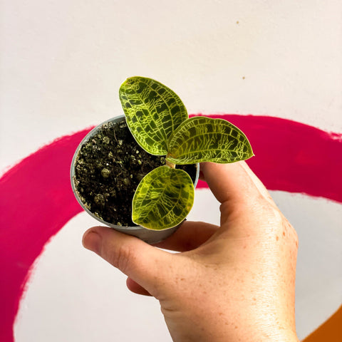 Lightning Leaf Jewel Orchid - Macodes petola - Sprouts of Bristol