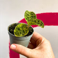 Lightning Leaf Jewel Orchid - Macodes petola - Sprouts of Bristol