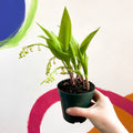 Lily of the Valley - Convallaria majalis - Sprouts of Bristol