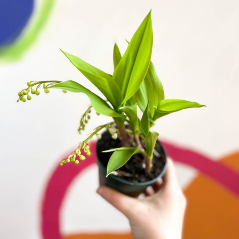 Lily of the Valley - Convallaria majalis - Sprouts of Bristol