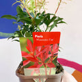 Lily-of-the-Valley - Pieris japonica 'Mountain Fire' - Evergreen Shrub - Sprouts of Bristol