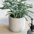 Lily White Bamburgh Pot - Sprouts of Bristol