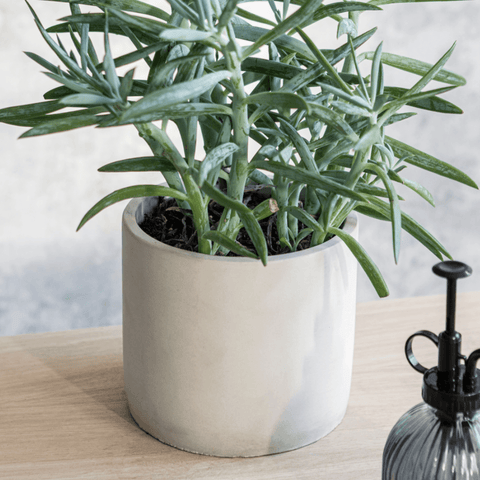 Lily White Bamburgh Pot - Sprouts of Bristol