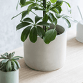 Lily White Bamburgh Pot - Sprouts of Bristol