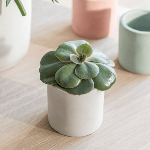 Lily White Bamburgh Pot - Sprouts of Bristol