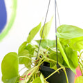 Lime Micans Philodendron - Philodendron scandens 'Micans Lime' - Sprouts of Bristol