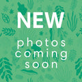 Limequat - Citrofortunella floridana - Sprouts of Bristol