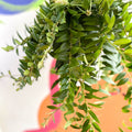 Lipstick Plant - Aeschynanthus 'Caroline' - Sprouts of Bristol