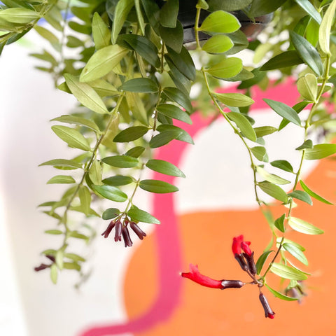 Lipstick Plant - Aeschynanthus 'Caroline' - Sprouts of Bristol
