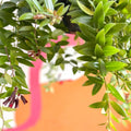 Lipstick Plant - Aeschynanthus 'Caroline' - Sprouts of Bristol