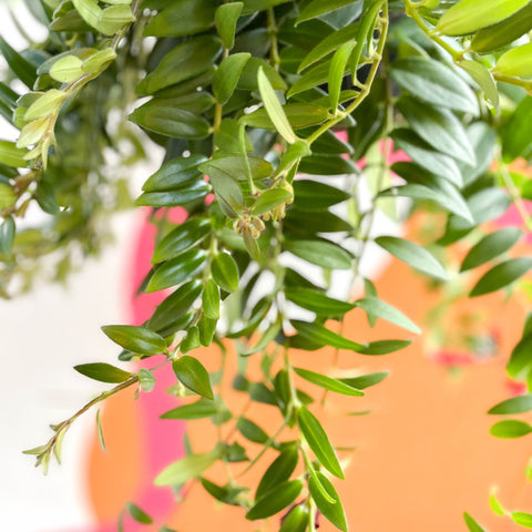 Lipstick Plant - Aeschynanthus 'Caroline' - Sprouts of Bristol
