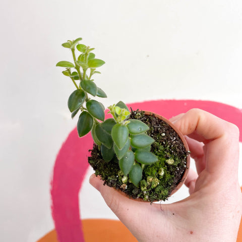 Lipstick Plant - Aeschynanthus gracilis - Welsh Grown - Sprouts of Bristol
