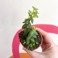 Lipstick Plant - Aeschynanthus gracilis - Welsh Grown - Sprouts of Bristol