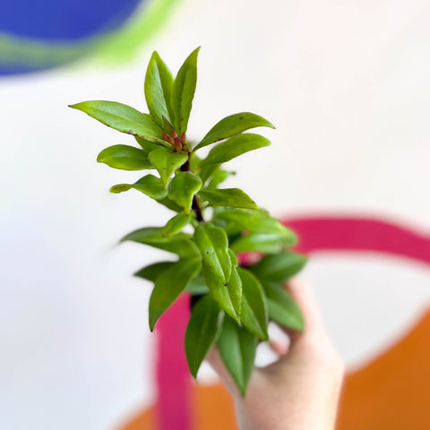 Lipstick Plant - Aeschynanthus 'Hot Flash' - Welsh Grown - Sprouts of Bristol