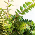 Lipstick Plant - Aeschynanthus japhrolepis - Sprouts of Bristol