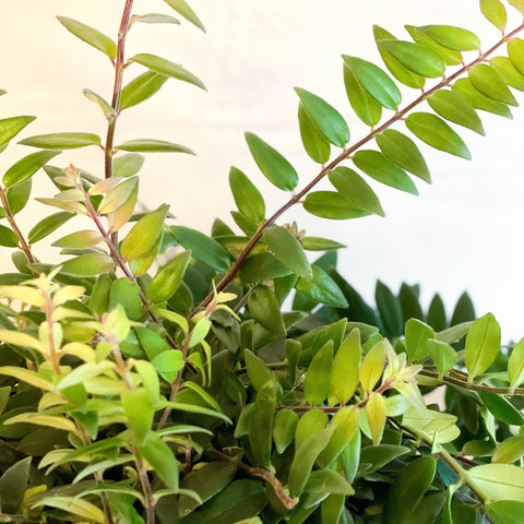 Lipstick Plant - Aeschynanthus japhrolepis - Sprouts of Bristol