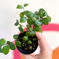 Lipstick Plant - Aeschynanthus 'Little Tiger' - Welsh Grown - Sprouts of Bristol