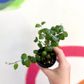 Lipstick Plant - Aeschynanthus 'Little Tiger' - Welsh Grown - Sprouts of Bristol