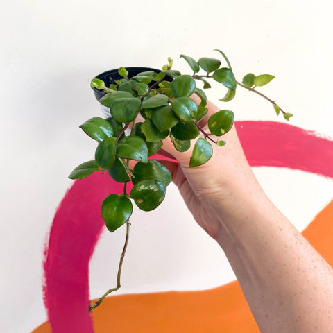 Lipstick Plant - Aeschynanthus 'Little Tiger' - Welsh Grown - Sprouts of Bristol