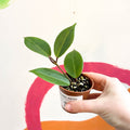 Lipstick Plant - Aeschynanthus longicalix - Welsh Grown - Sprouts of Bristol