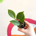 Lipstick Plant - Aeschynanthus longicalix - Welsh Grown - Sprouts of Bristol