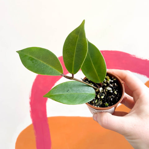 Lipstick Plant - Aeschynanthus longicalix - Welsh Grown - Sprouts of Bristol