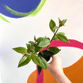 Lipstick Plant - Aeschynanthus longicalyx - Welsh Grown - Sprouts of Bristol