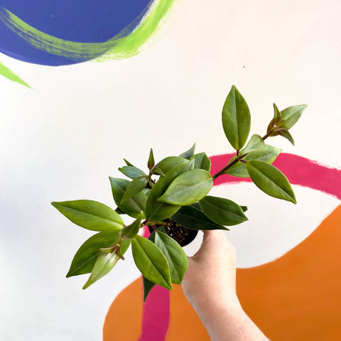 Lipstick Plant - Aeschynanthus longicalyx - Welsh Grown - Sprouts of Bristol