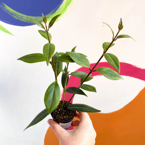 Lipstick Plant - Aeschynanthus longicalyx - Welsh Grown - Sprouts of Bristol
