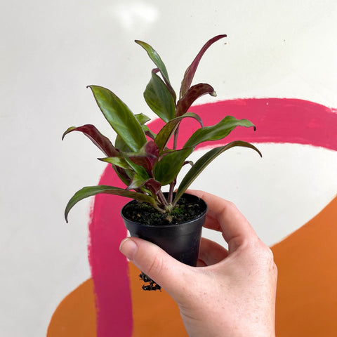 Lipstick Plant - Aeschynanthus longicaulis 'Black Pagoda' - Welsh Grown - Sprouts of Bristol