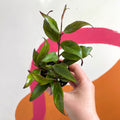 Lipstick Plant - Aeschynanthus longicaulis 'Black Pagoda' - Welsh Grown - Sprouts of Bristol