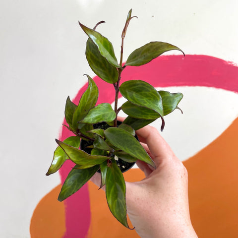Lipstick Plant - Aeschynanthus longicaulis 'Black Pagoda' - Welsh Grown - Sprouts of Bristol