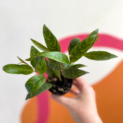Lipstick Plant - Aeschynanthus longicaulis - Welsh Grown - Sprouts of Bristol