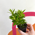 Lipstick Plant - Aeschynanthus micranthus x humilis 'Big Apple' - Welsh Grown - Sprouts of Bristol
