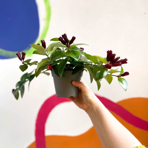 Lipstick Plant - Aeschynanthus 'Mona Lisa' - Sprouts of Bristol