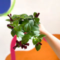 Lipstick Plant - Aeschynanthus 'Mona Lisa' - Sprouts of Bristol