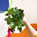 Lipstick Plant - Aeschynanthus 'Mona Lisa' - Sprouts of Bristol