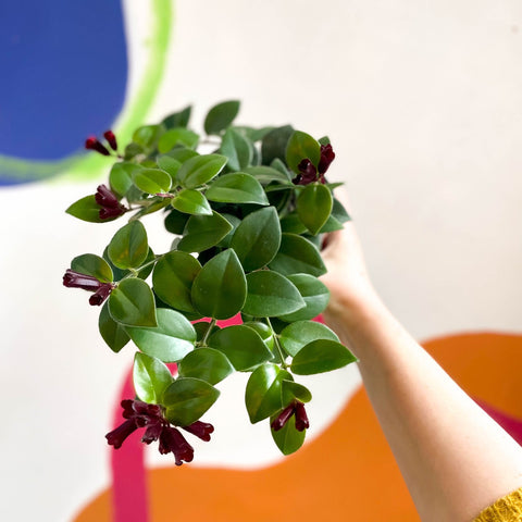 Lipstick Plant - Aeschynanthus 'Mona Lisa' - Sprouts of Bristol