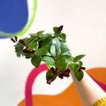 Lipstick Plant - Aeschynanthus 'Mona Lisa' - Sprouts of Bristol