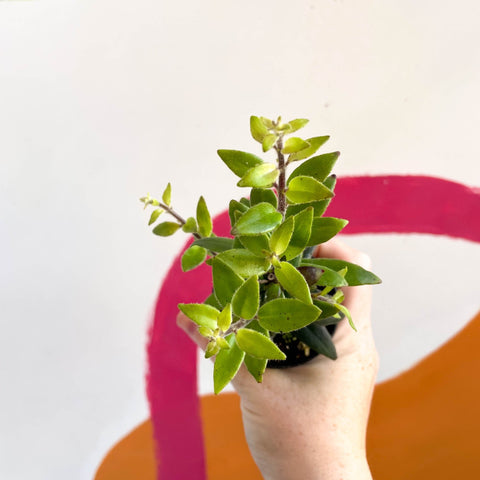 Lipstick Plant - Aeschynanthus pavifolius - Welsh Grown - Sprouts of Bristol