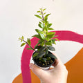 Lipstick Plant - Aeschynanthus pavifolius - Welsh Grown - Sprouts of Bristol