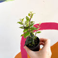 Lipstick Plant - Aeschynanthus pavifolius - Welsh Grown - Sprouts of Bristol