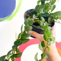Lipstick Plant - Aeschynanthus radicans 'Rasta' - Sprouts of Bristol